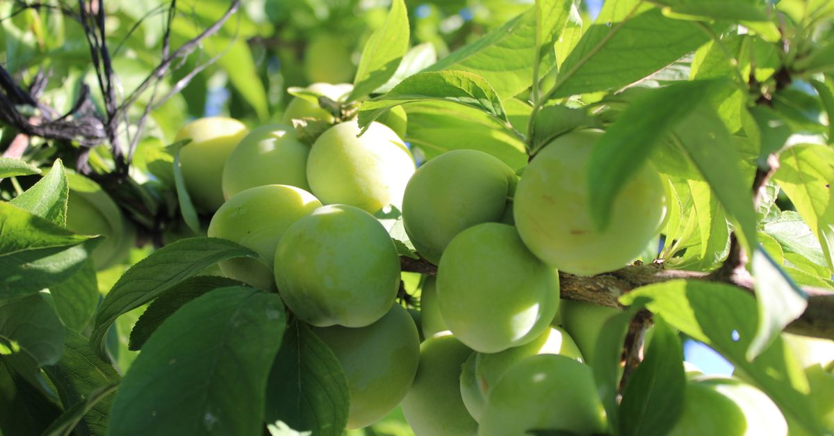 Lush green plums growing on a tree in bright summer light.