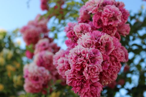 Free A beautiful close-up of bright pink roses in full bloom against a clear blue sky. Stock Photo
