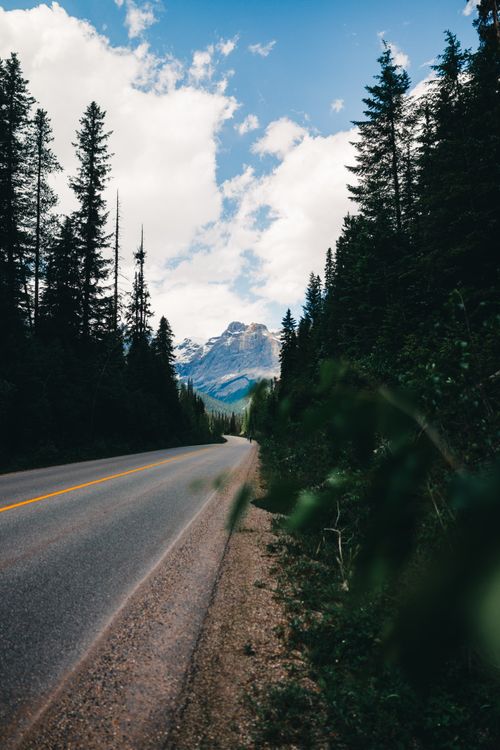 Free Breathtaking view of a road flanked by pine trees leading to snowy mountains in British Columbia. Stock Photo