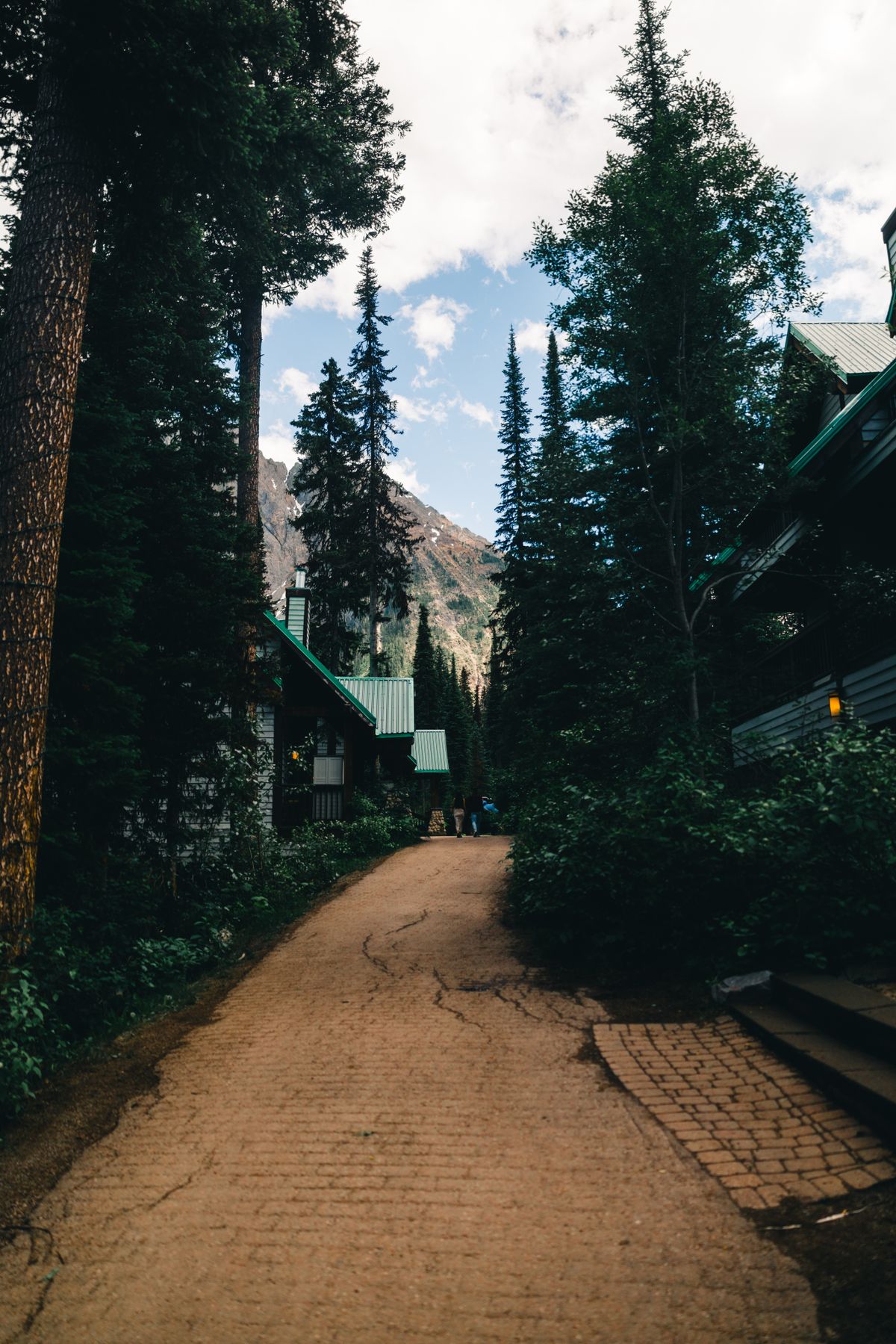 A gravel path running between tall firs toward a cabin in the trees
