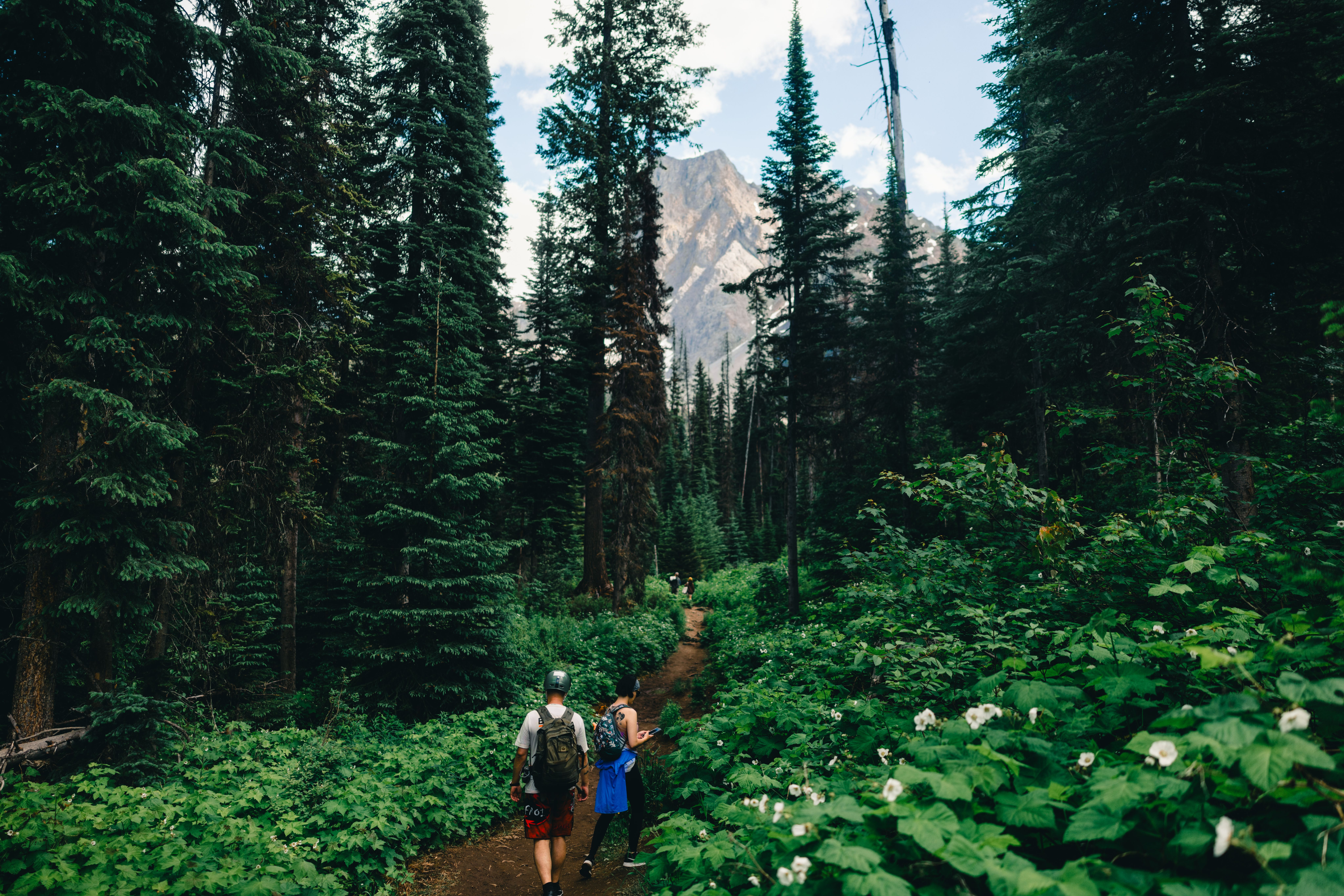 Explore the lush green hiking trails in Field, BC, surrounded by towering forests and mountains.