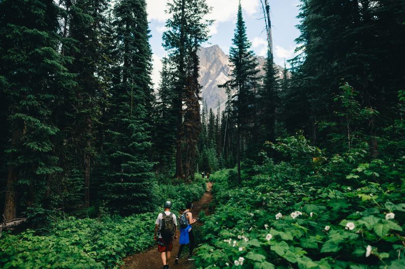 Explore the lush green hiking trails in Field, BC, surrounded by towering forests and mountains.