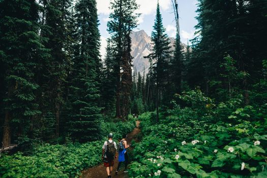 Explore the lush green hiking trails in Field, BC, surrounded by towering forests and mountains.