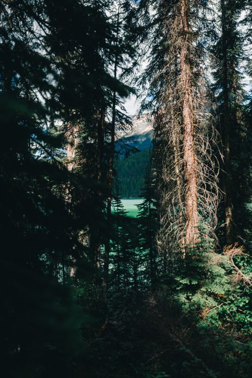 Free Tranquil view of lush forest and distant mountains in Field, British Columbia. Stock Photo