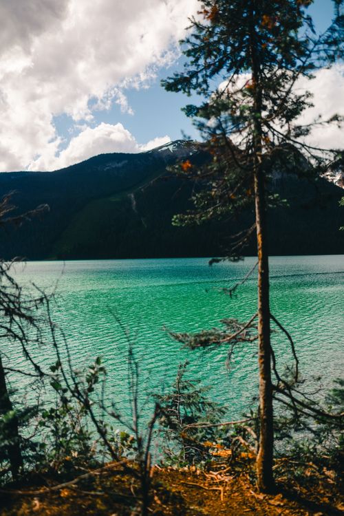 Free Beautiful forest and lake view in Field, BC, Canada, showcasing natural beauty. Stock Photo