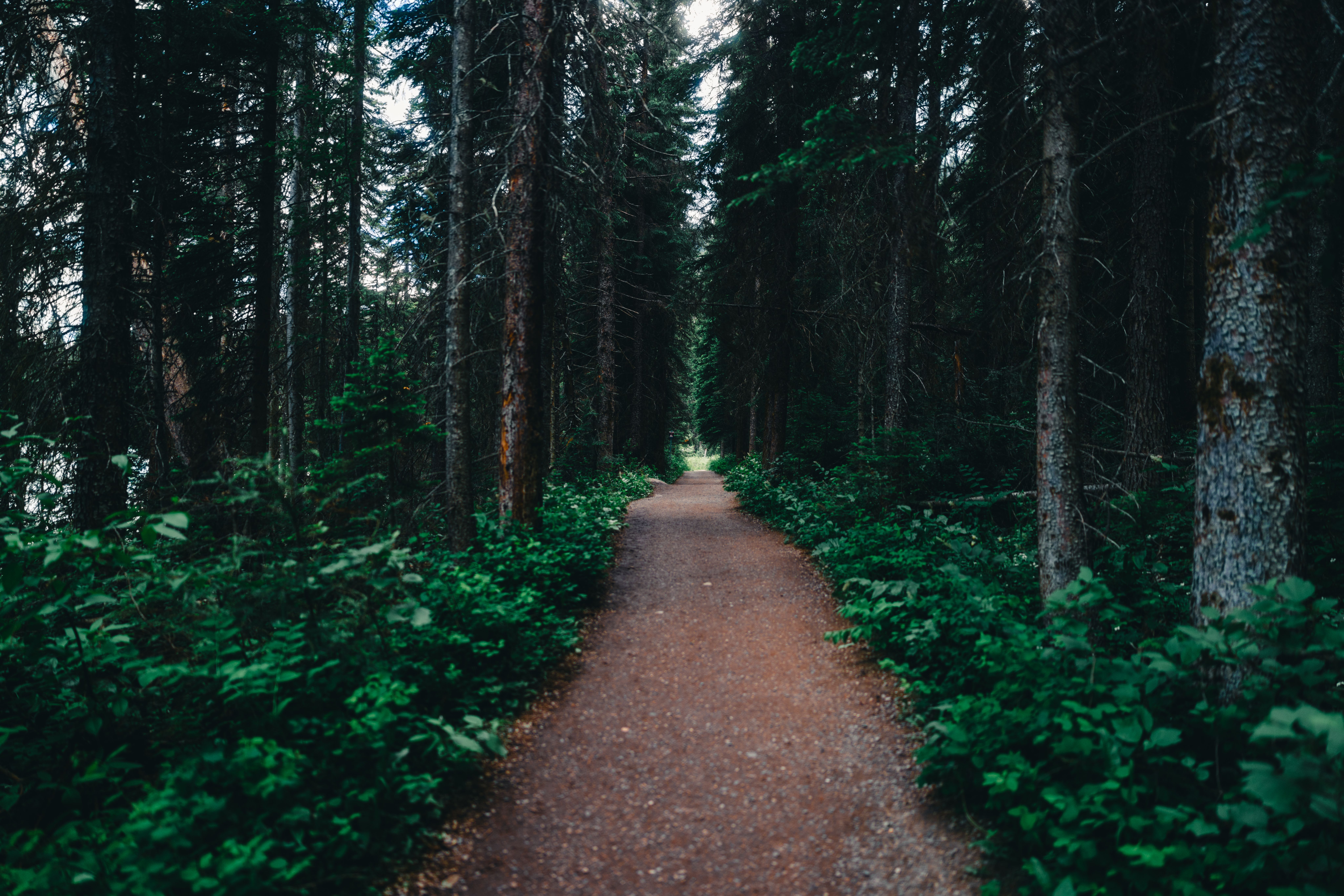 Straight forest trail with tall trees lining both sides of path