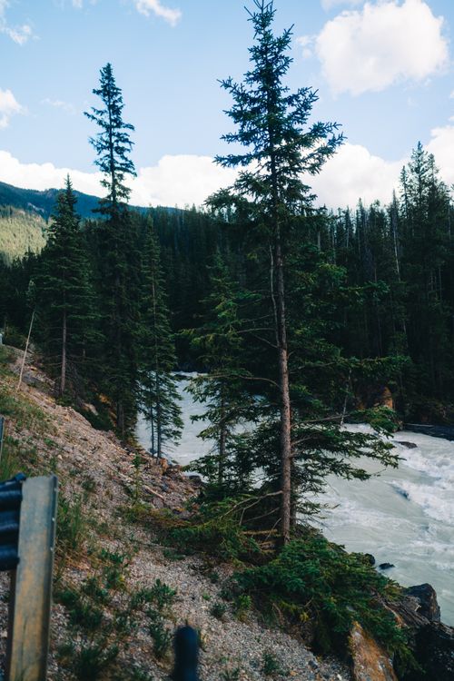 Free Tranquil river flowing through a lush evergreen forest in the Canadian Rockies, Field, BC. Stock Photo