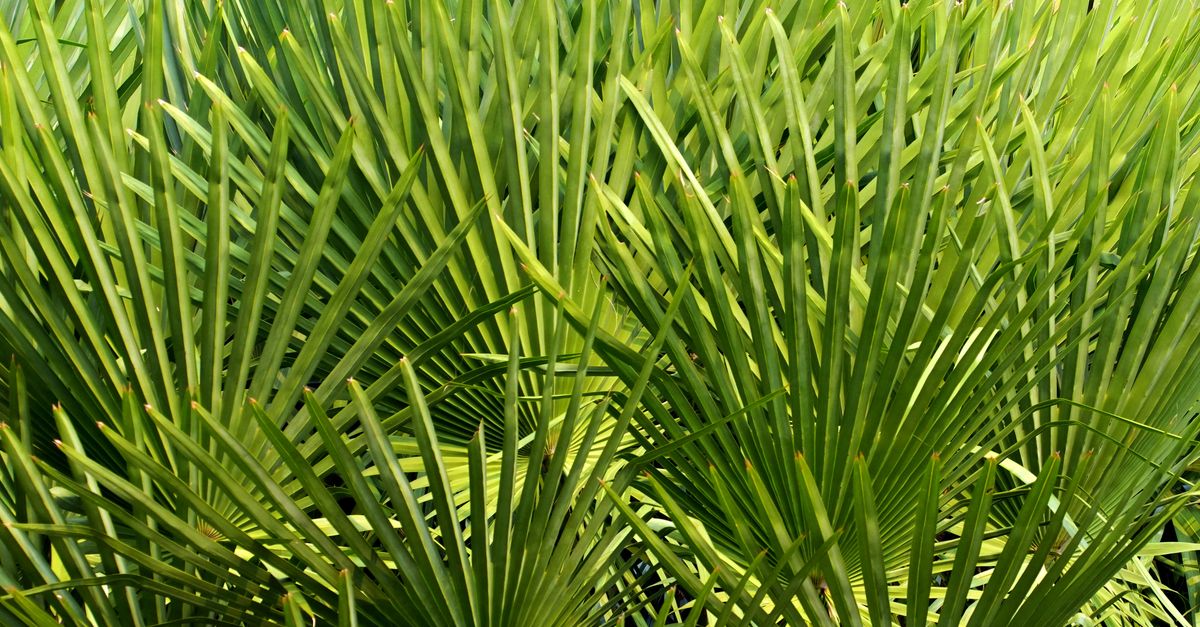Textured close-up of Sabal Palmetto fan palm leaves showcasing vibrant green patterns.