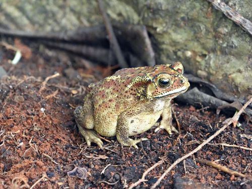Free A detailed view of an American Bullfrog (Lithobates catesbeianus) sitting on the forest floor. Stock Photo