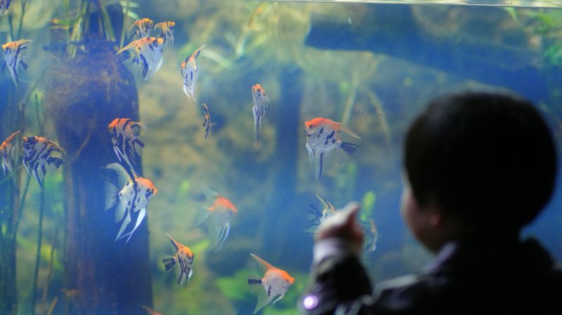 看水槽裡魚的孩子
