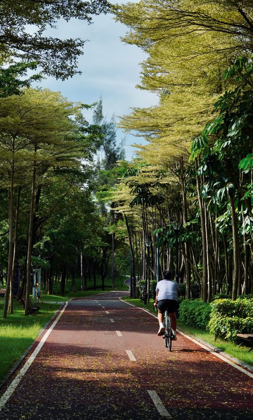 Free A cyclist rides along a tree-lined path in a serene park setting during summer. Stock Photo