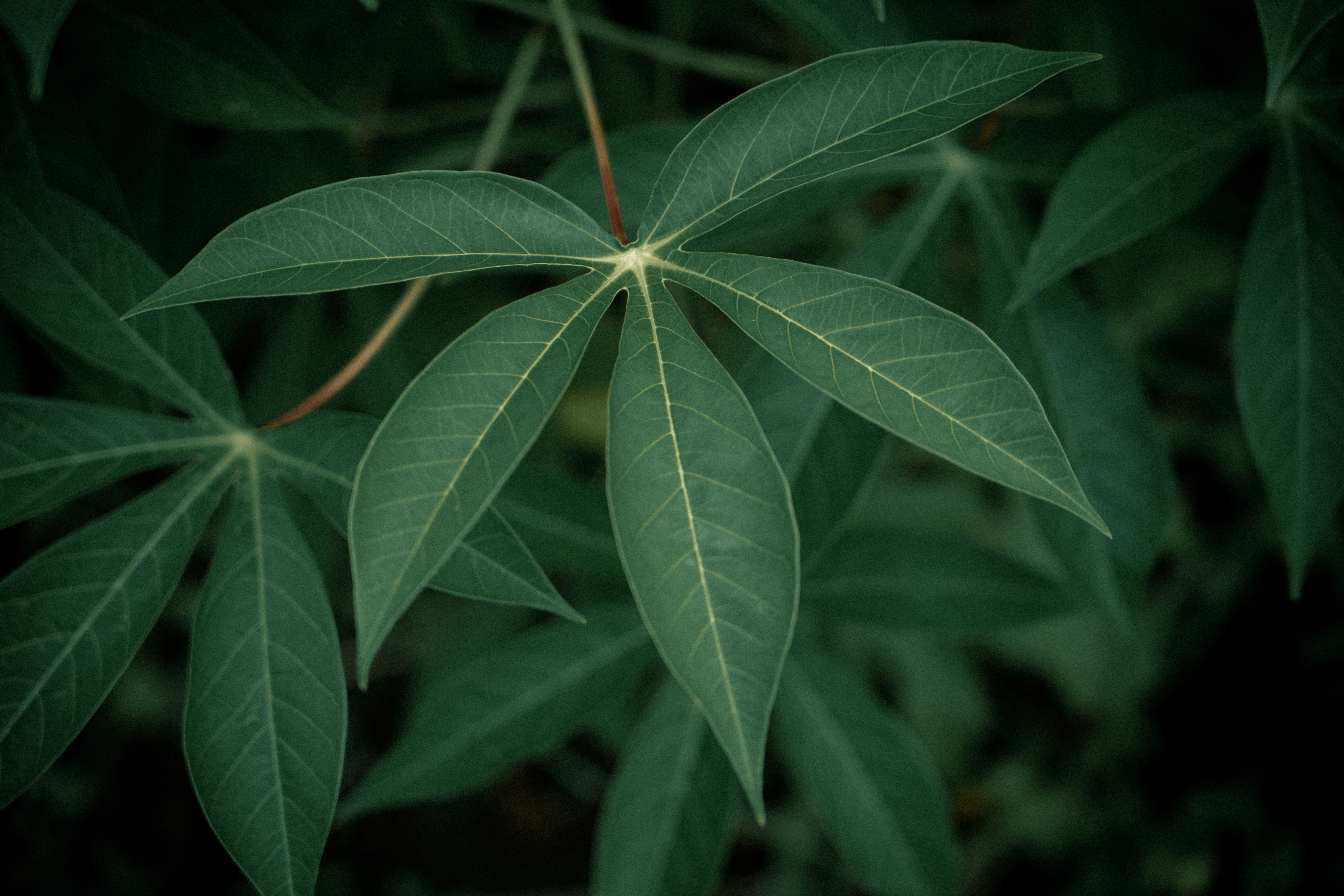Foto: Sergei Starostin / Pexels