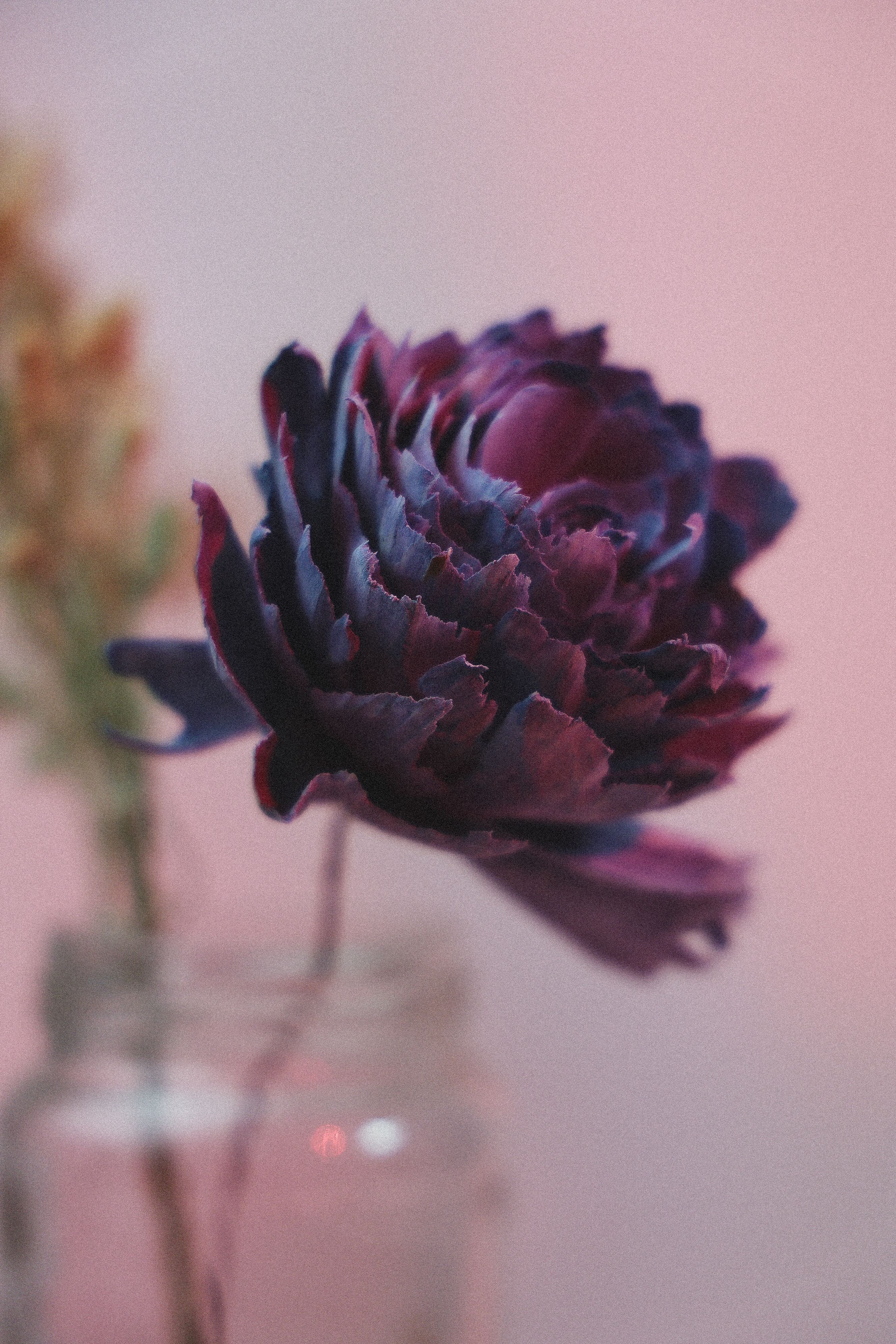 Fotomural Primer plano de una llamativa flor morada con fondo desenfocado, creando un efecto onírico.