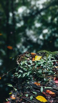 Image by Nisanth Panicker