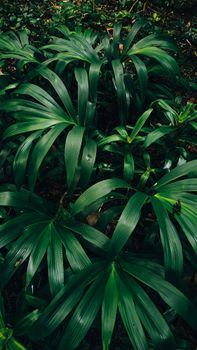 Vibrant green leaves form a dense, lush foliage in a tropical forest setting, showcasing nature's beauty.