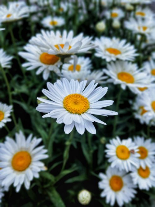 Free Vibrant close-up of white daisies with yellow centers in full bloom. Perfect for spring themes. Stock Photo