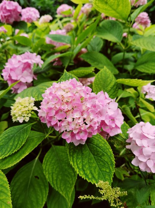 Free Pink hydrangea flowers in full bloom, surrounded by lush green leaves, creating a vibrant garden scene. Stock Photo