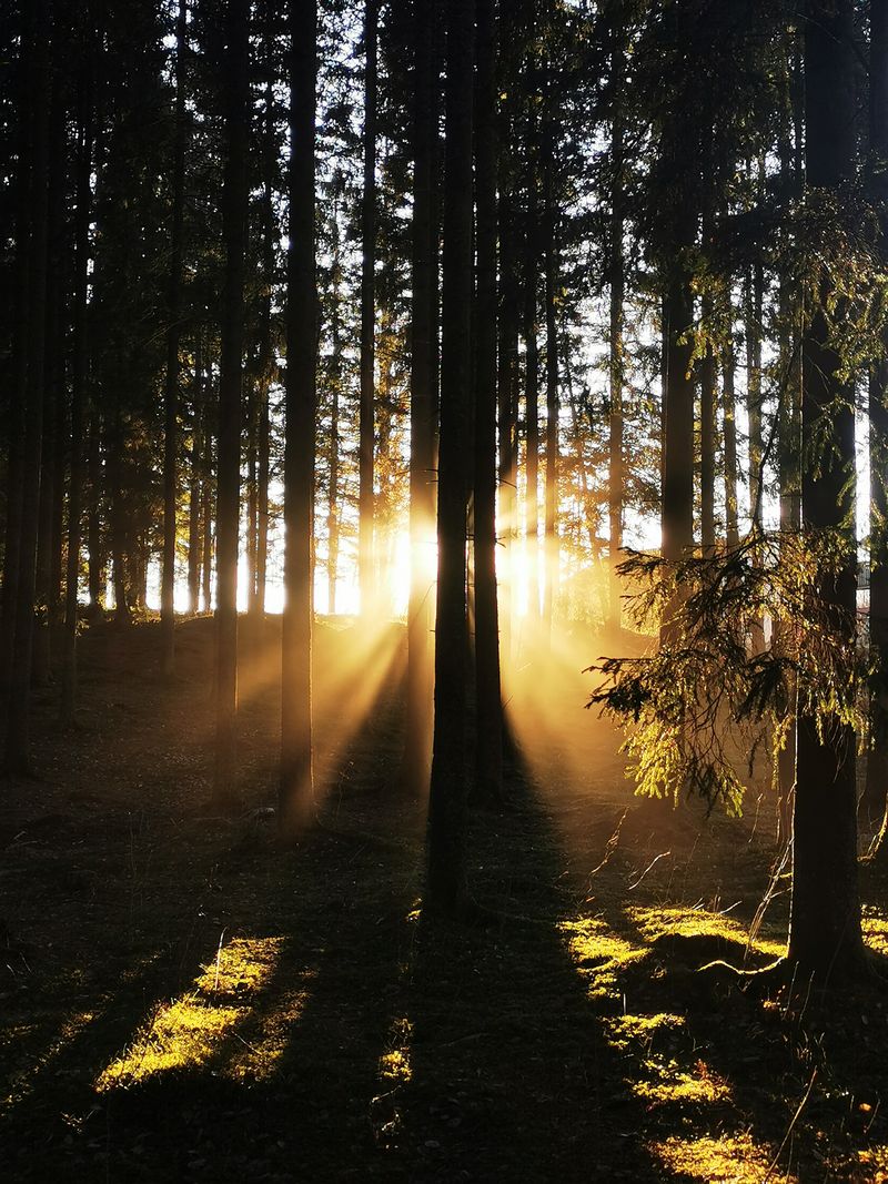 Golden sunlight streaming through a forest in Sweden creating dramatic shadows and light beams