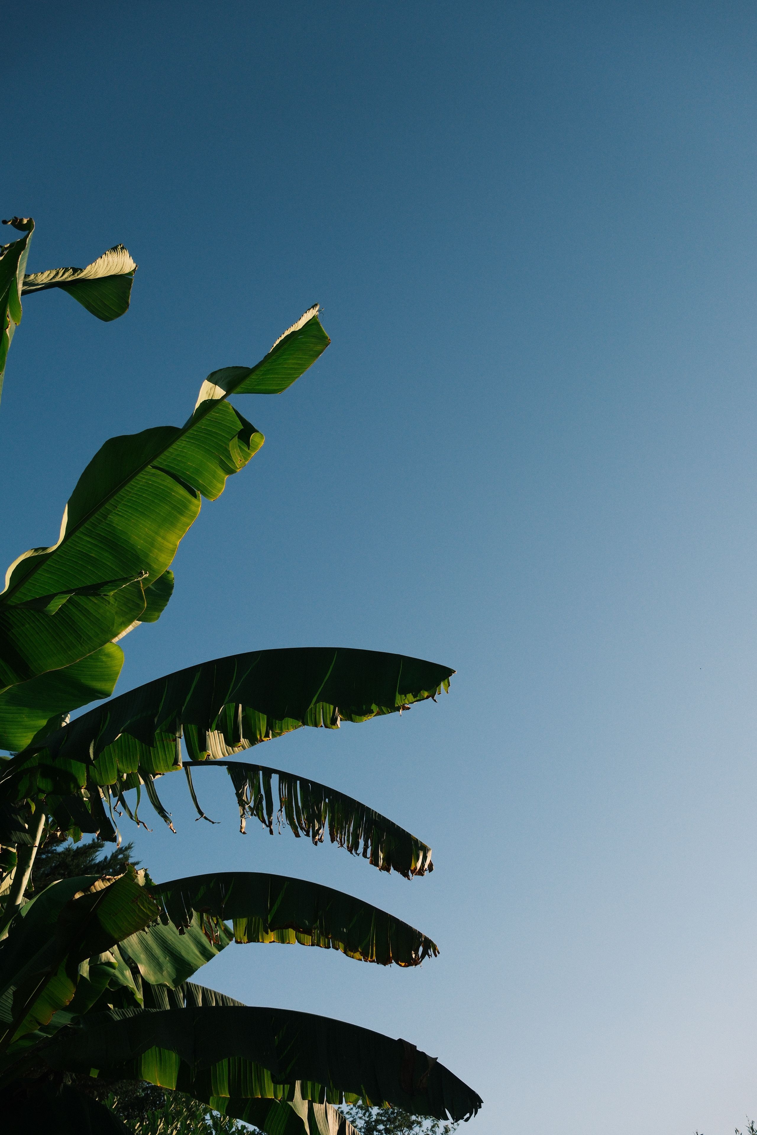 Tropical banana leaves with a clear blue sky backdrop, capturing a serene outdoor atmosphere.