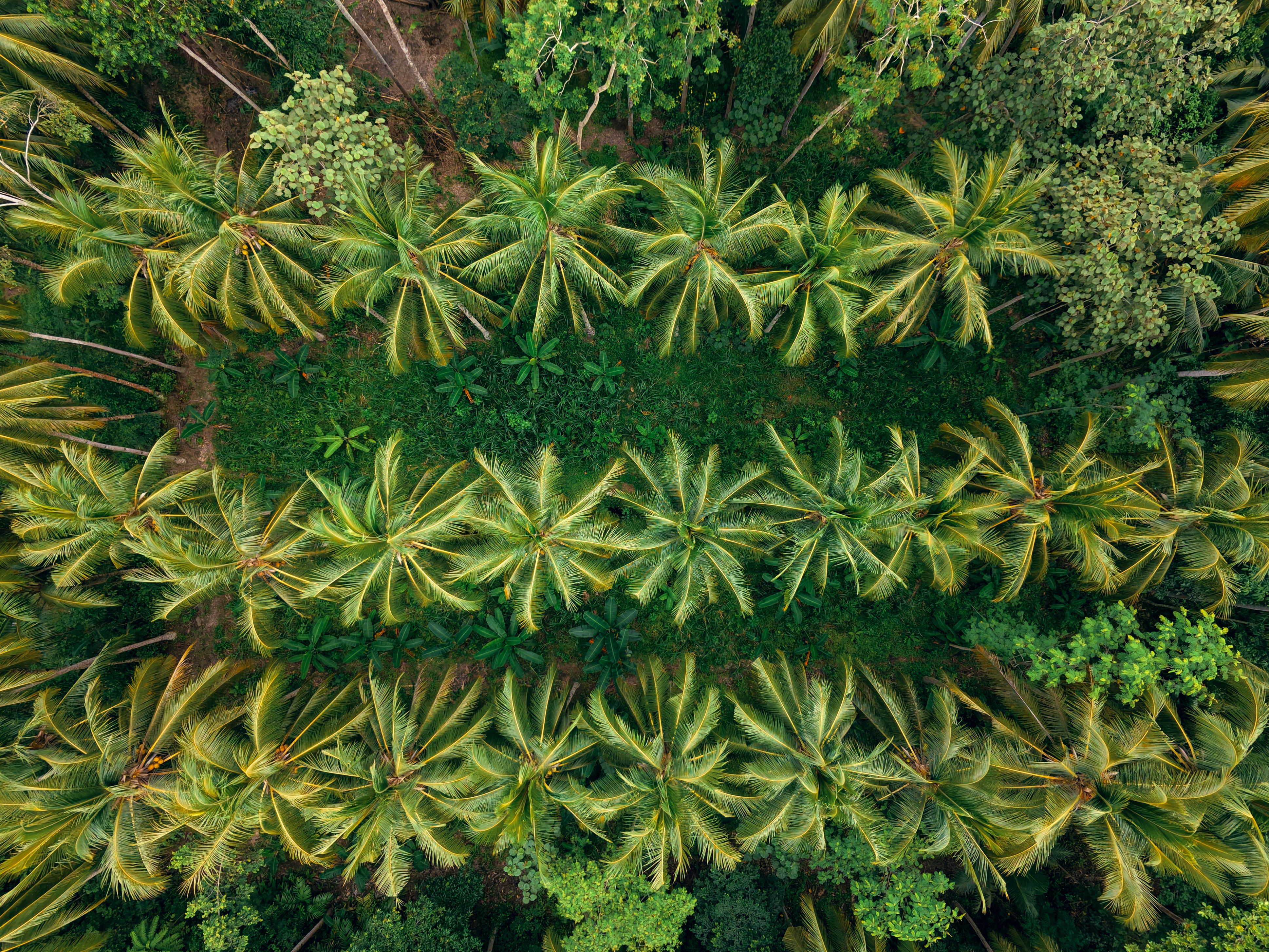 Lush green coconut palm plantation viewed from above in Bali, Indonesia.