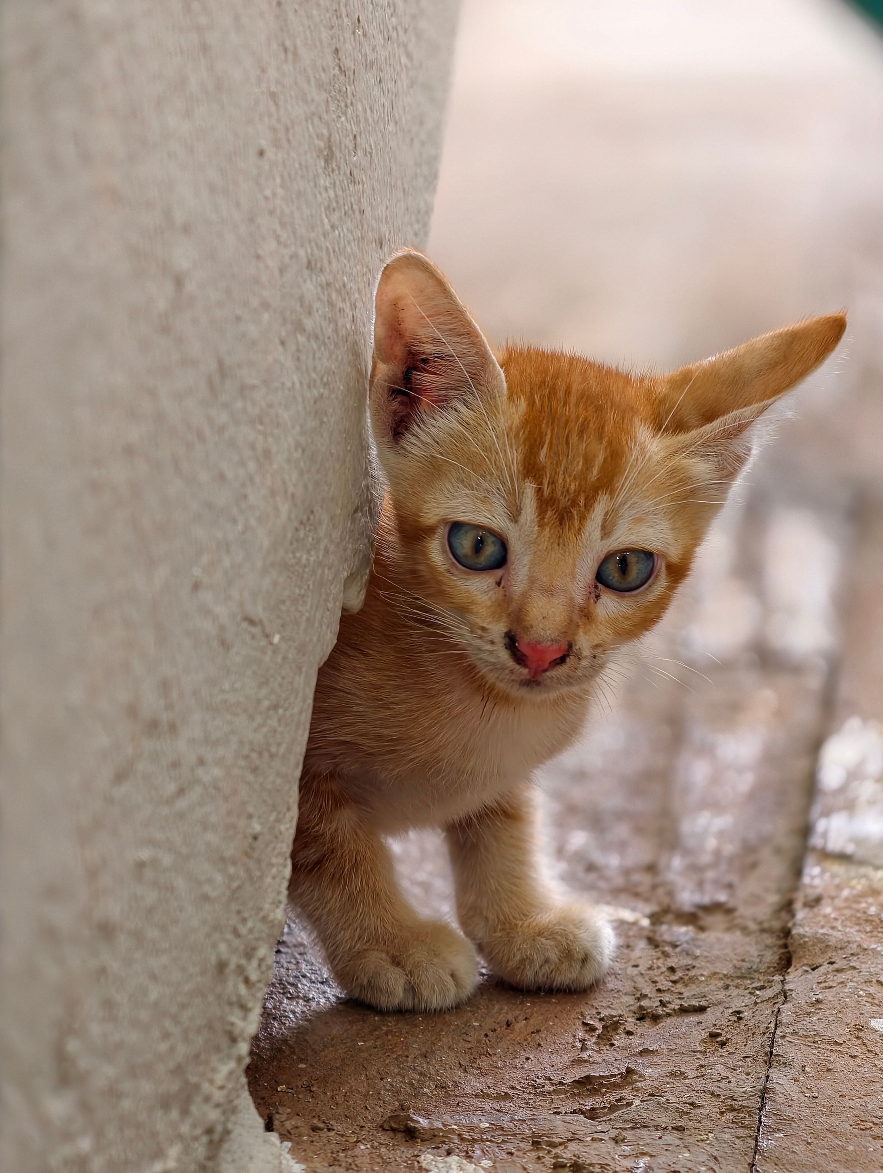Cute ginger kitten peeking curiously around a white wall.