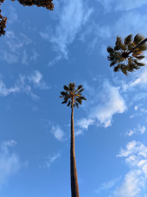 Free View of tall palm trees silhouetted against a clear blue sky in Sydney, Australia. Stock Photo