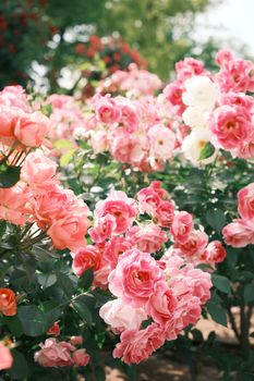 A beautiful close-up of pink roses blooming outdoors in a Japanese garden during springtime.