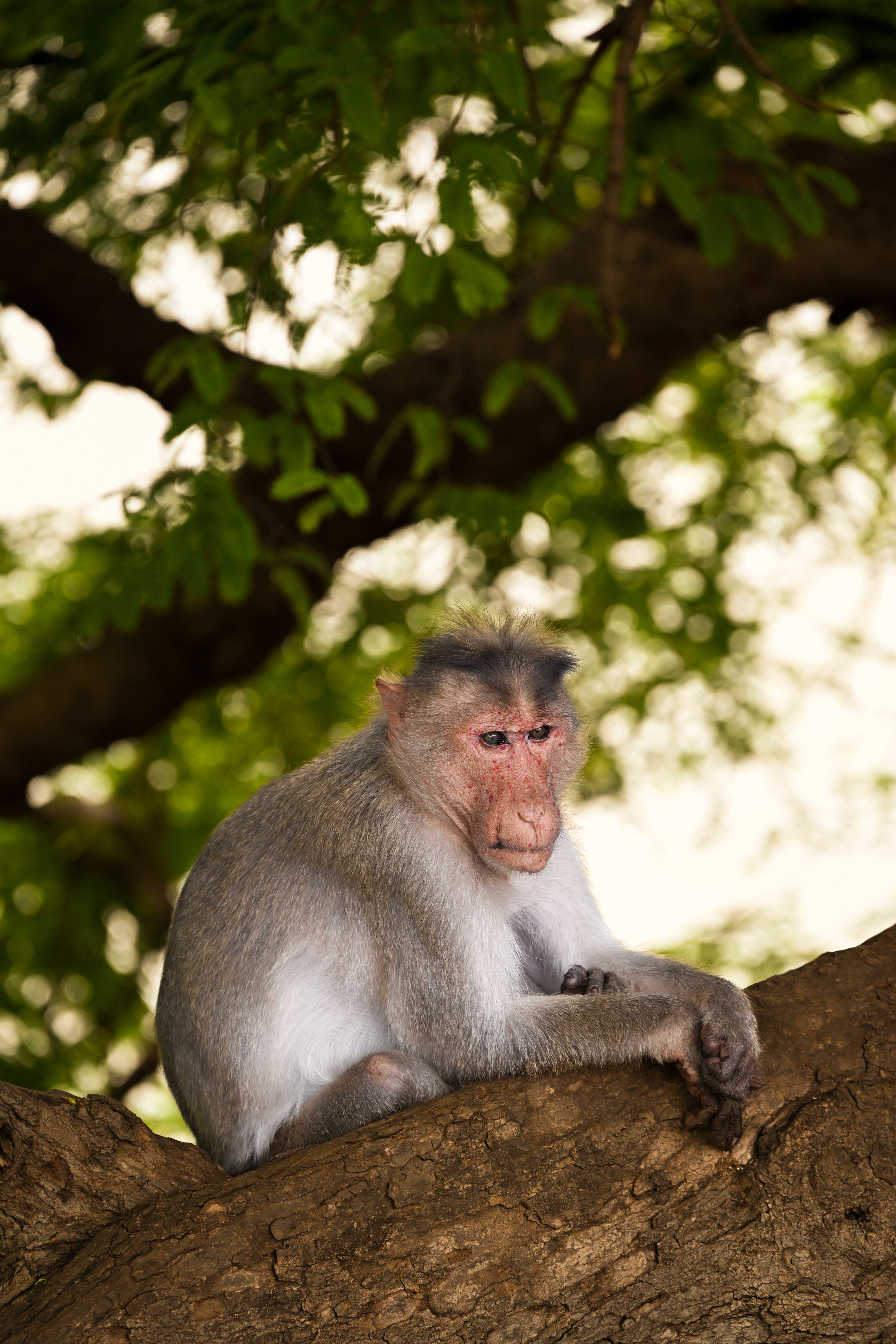 Gray langur monkey perched on a tree branch amidst lush green foliage in Badami, India.