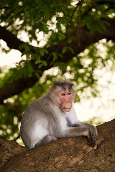 Gray langur monkey perched on a tree branch amidst lush green foliage in Badami, India.