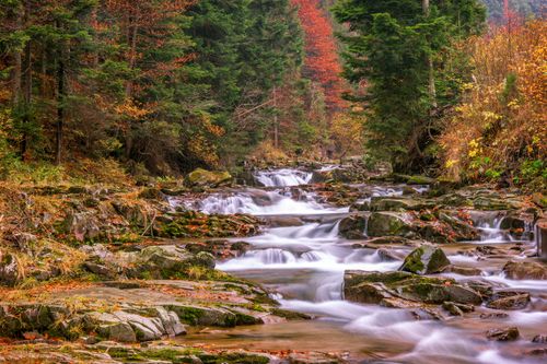 Free Tranquil stream cascading through a vibrant autumn forest landscape, showcasing natural beauty. Stock Photo