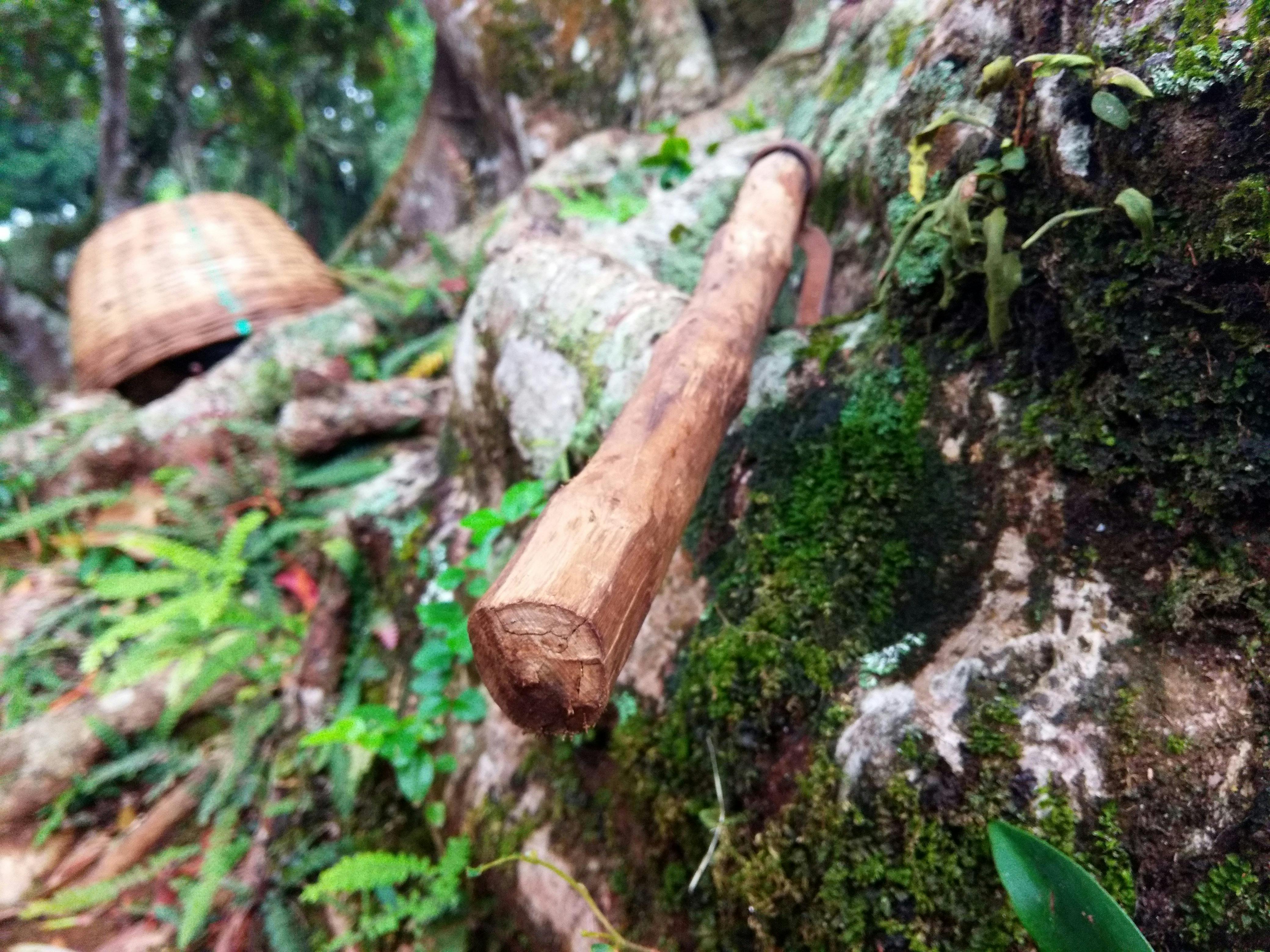 A dreamlike landscape of a forest with a winding river