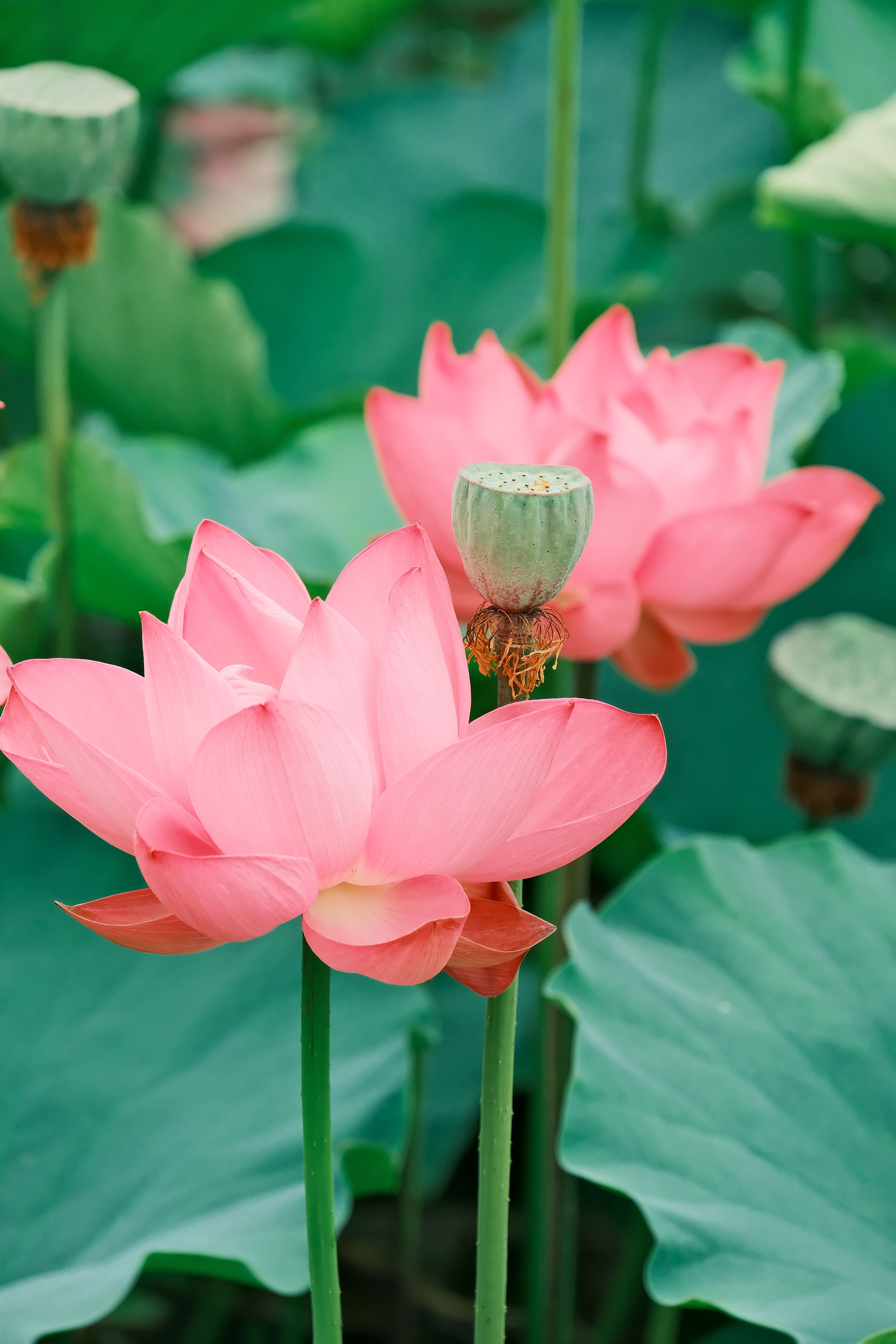 [ColoSach]-close-up-of-vibrant-pink-lotus-flowers-and-seed-pods-amidst-lush-green-leaves.