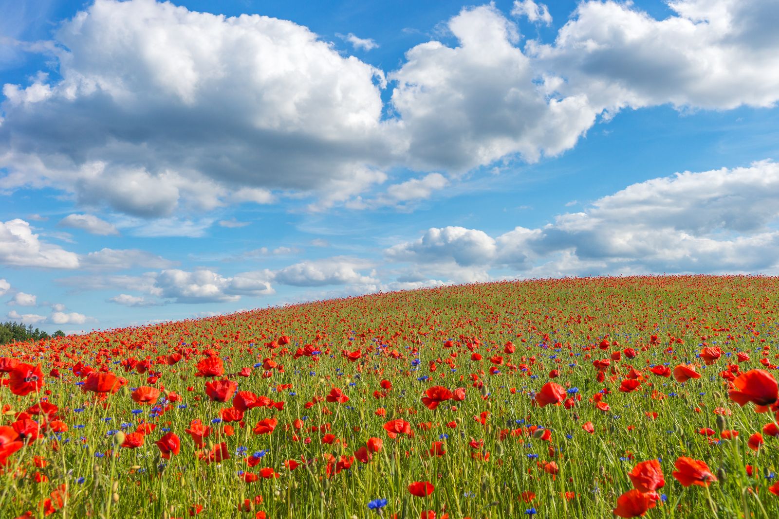 Poppy Flowers Growing in Field under Blue Sky · Free Stock Photo
