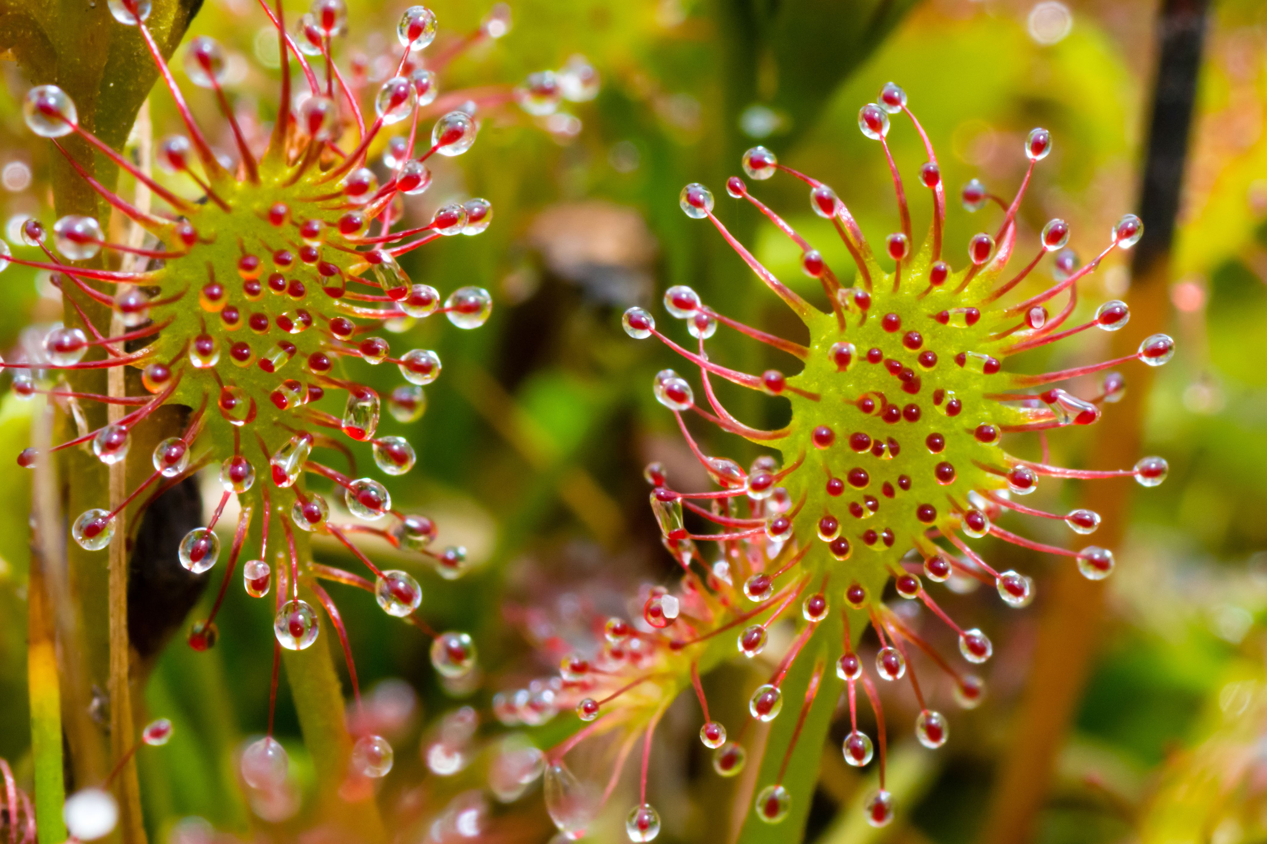 Carnivorous plants confirm 150-year-old Darwin prediction news update image