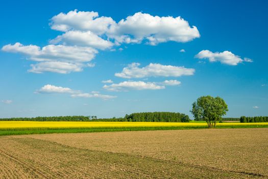 A serene rural scene with fields, a single tree, and a bright blue sky with clouds.