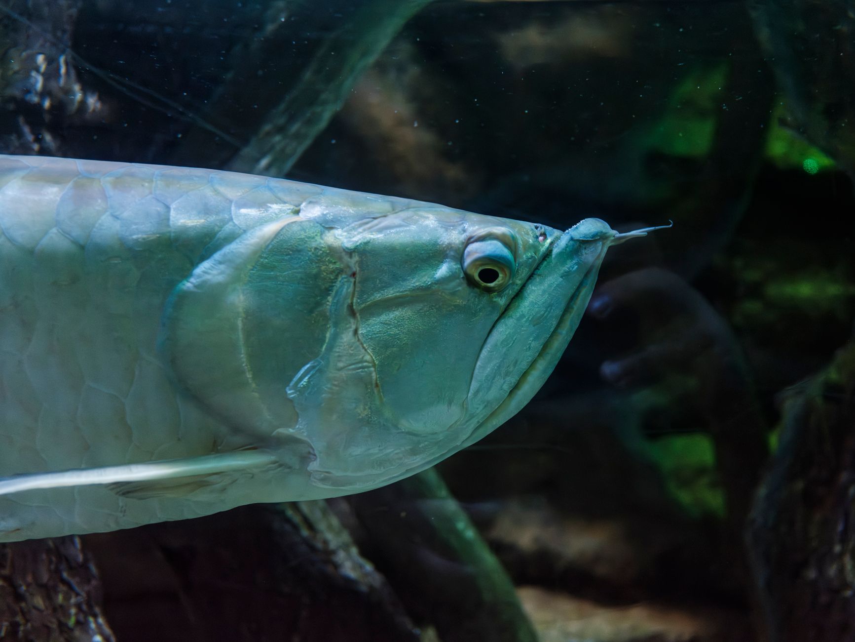 freshwater aquarium fish swimming closeup