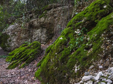green moss stones forest