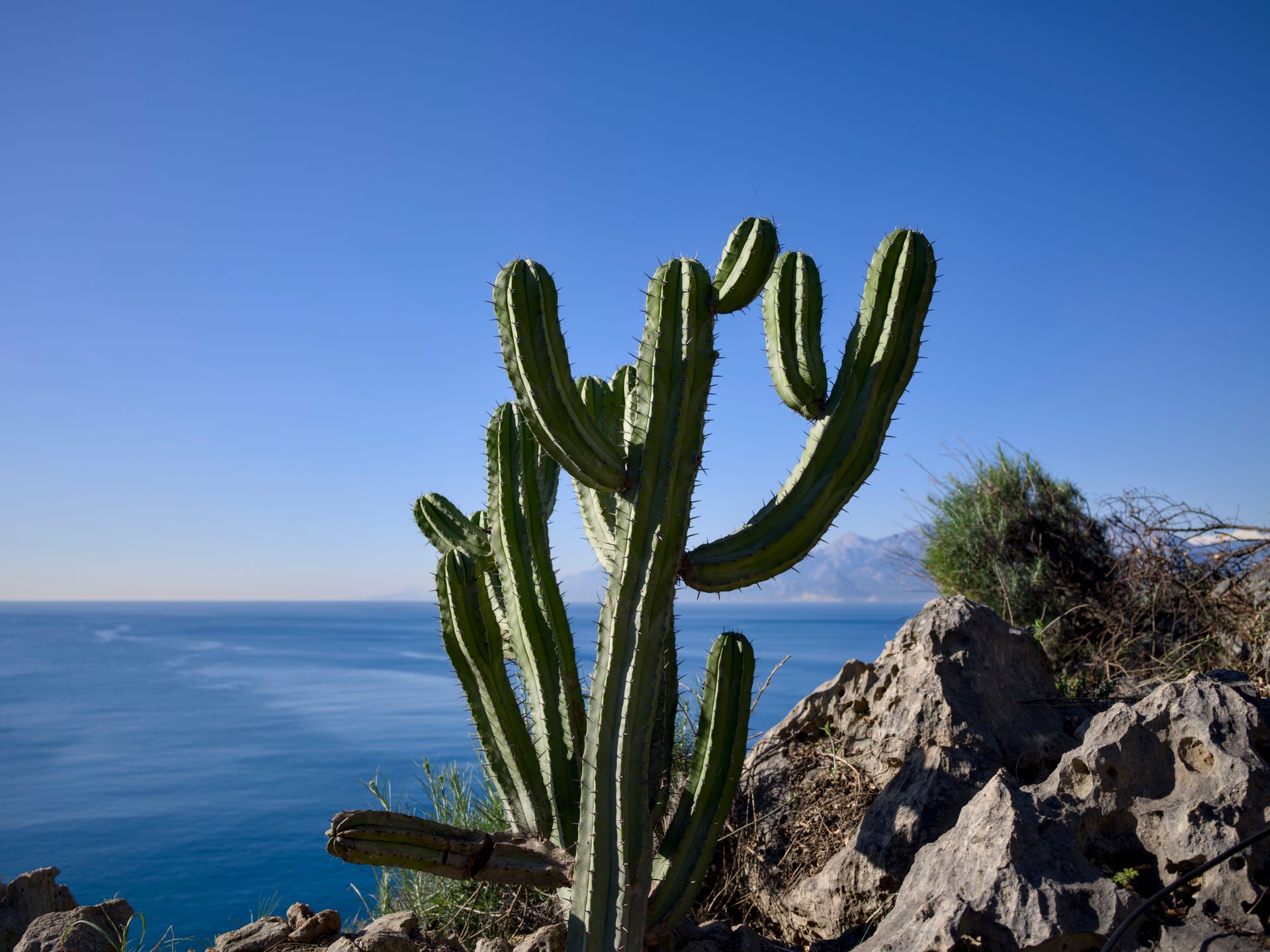 cactus monaco