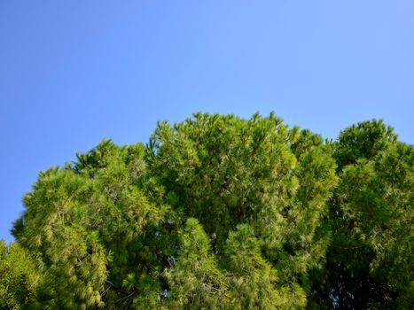 A beautiful view of lush green treetops against a clear blue sky, evoking tranquility and the essence of nature.