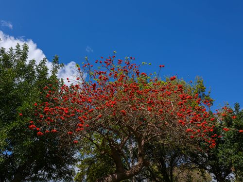 Free A stunning display of red flowers on a tree against a bright blue sky, capturing the essence of spring. Stock Photo