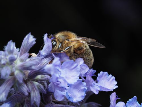 Free Close-up of a honeybee collecting nectar from vibrant lavender flowers. Stock Photo