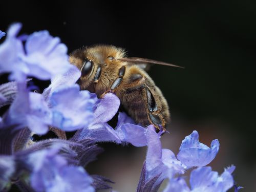 Free Close-up shot of a bee pollinating vibrant lavender flowers, capturing nature's intricate beauty. Stock Photo