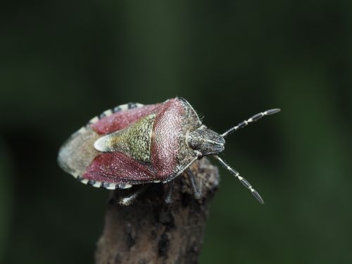 Free Detailed macro photo showcasing the vivid colors and textures of a shield bug perched on a branch. Stock Photo
