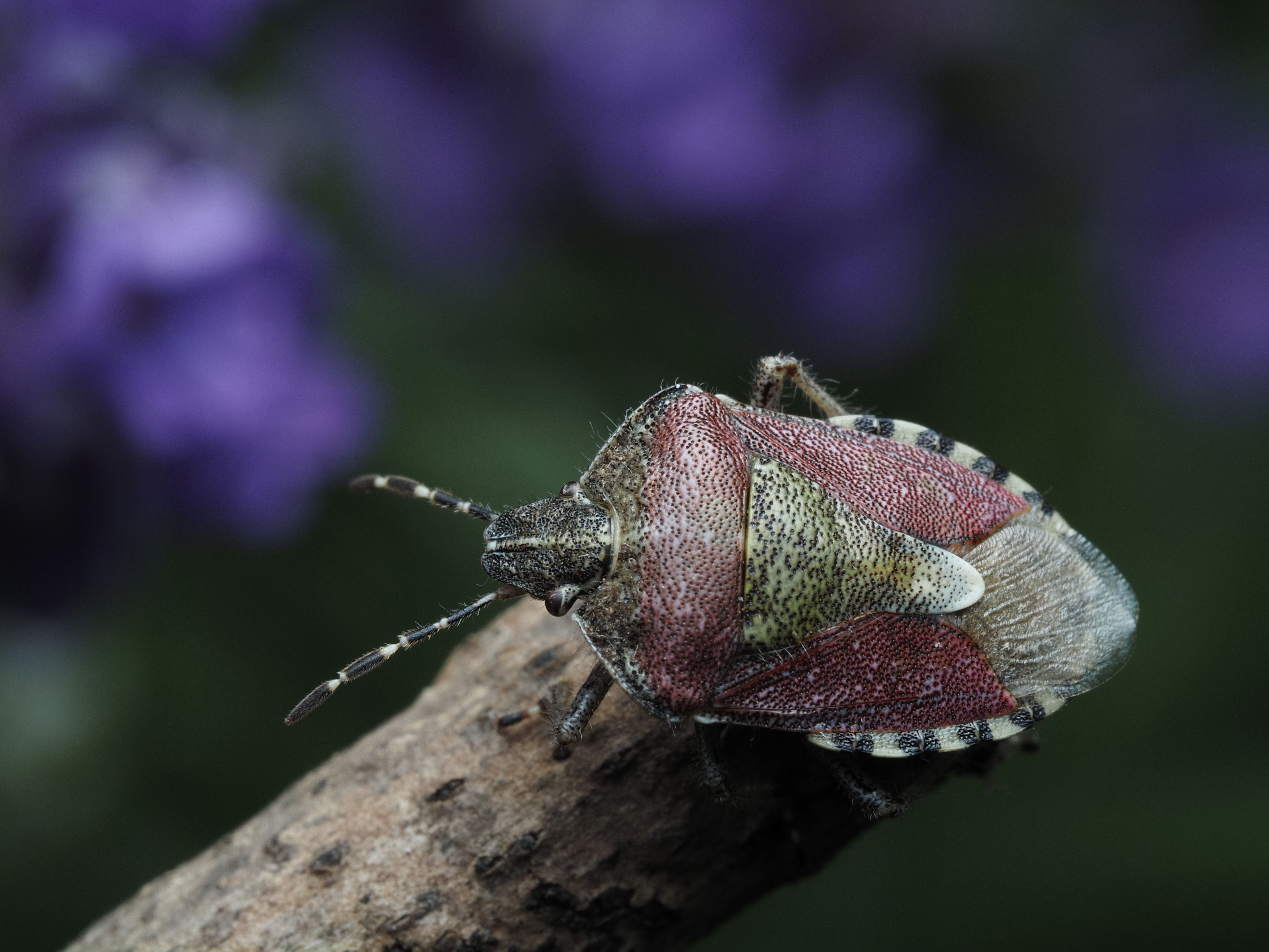 A vibrant shield bug resting on a branch with a blurred purple and green background.