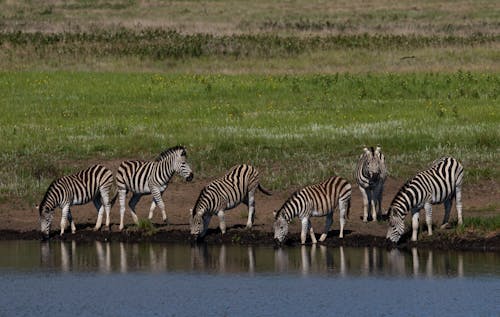Zebra Em Green Grass Field