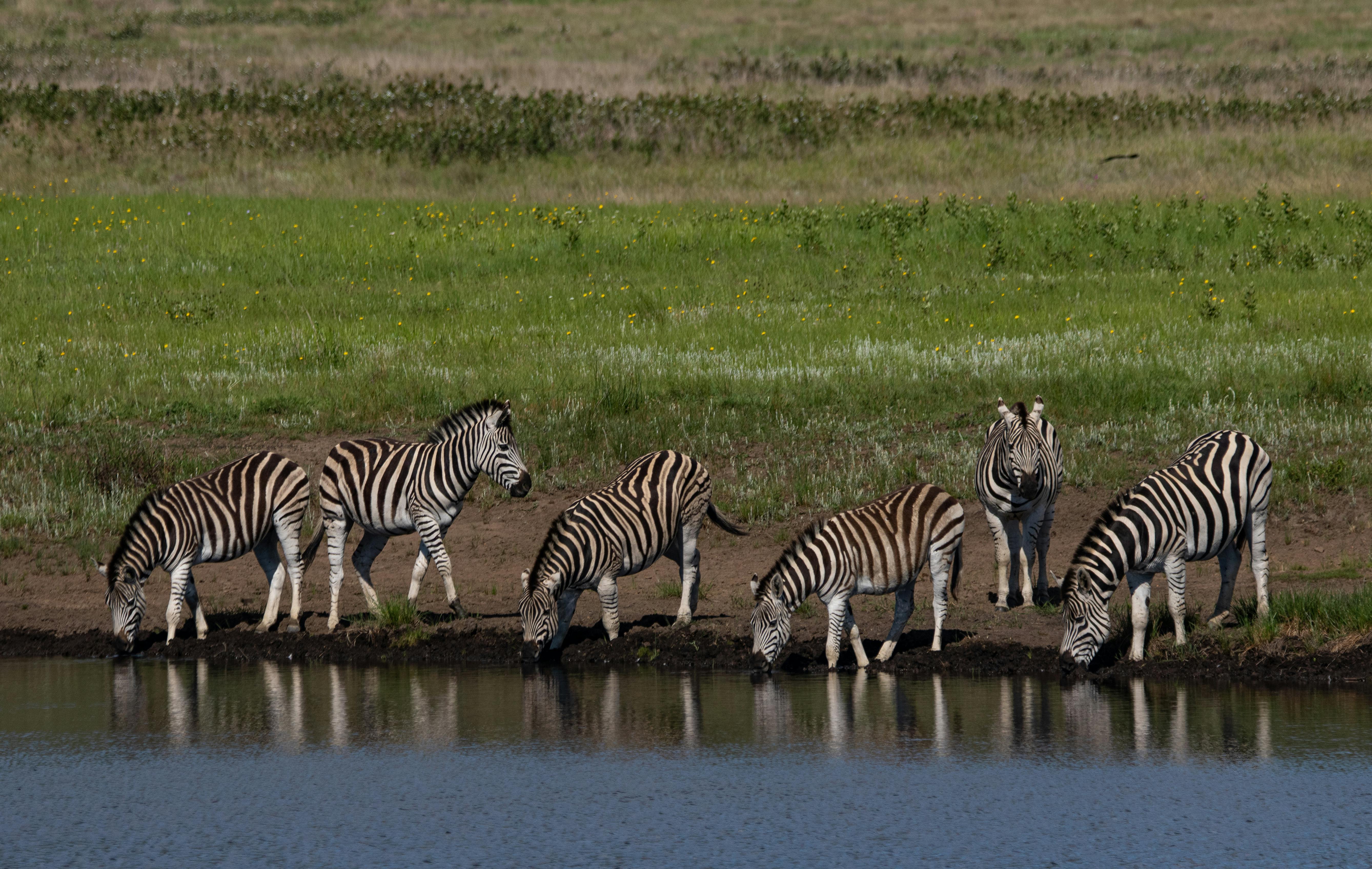 Zebra on Green Grass Field · Free Stock Photo