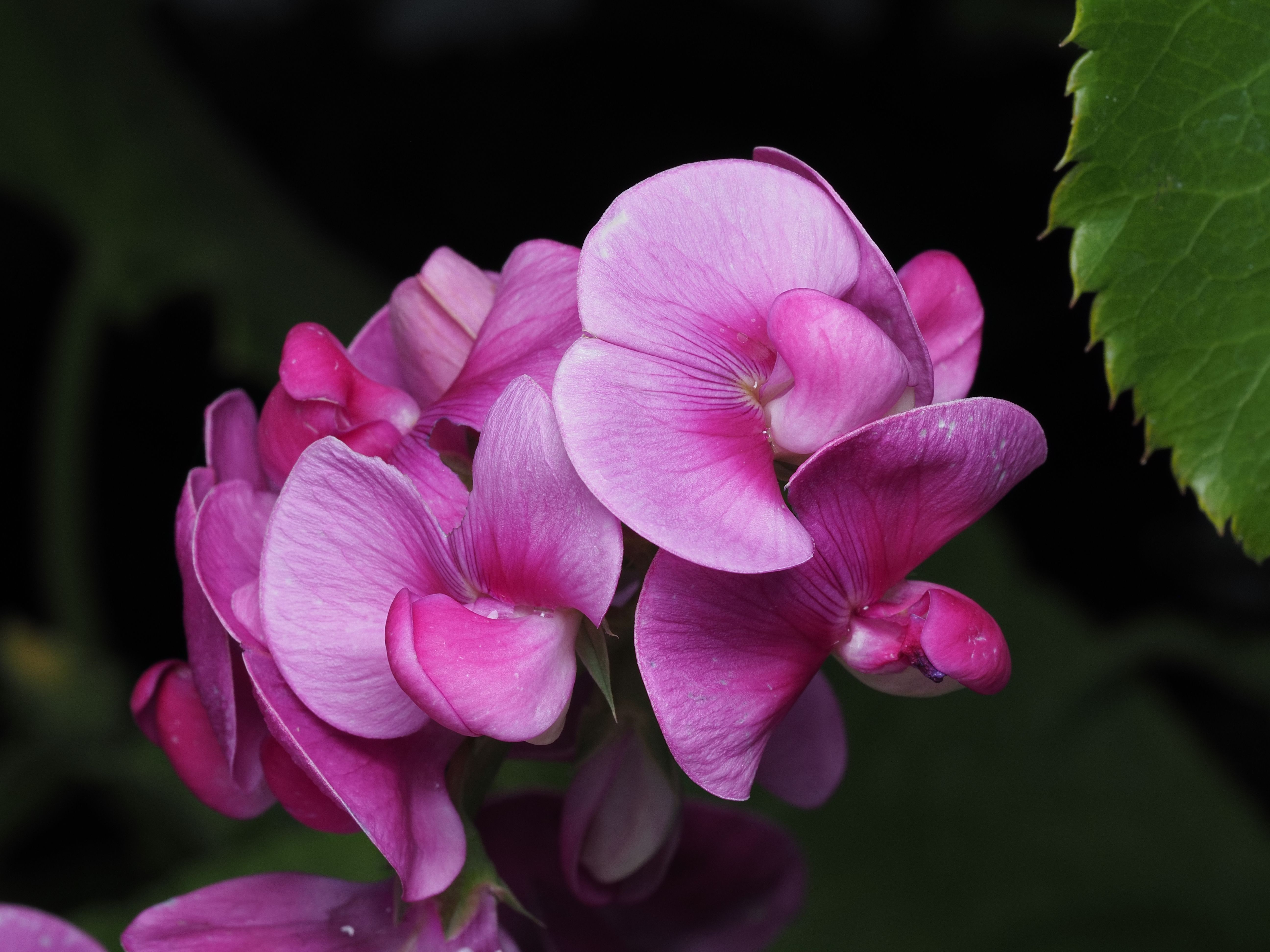[ColoSach]-detailed-photo-of-vivid-pink-sweet-pea-flowers-(lathyrus-odoratus)-against-dark-foliage.
