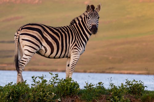 Zebra Stojąc Na Trawie