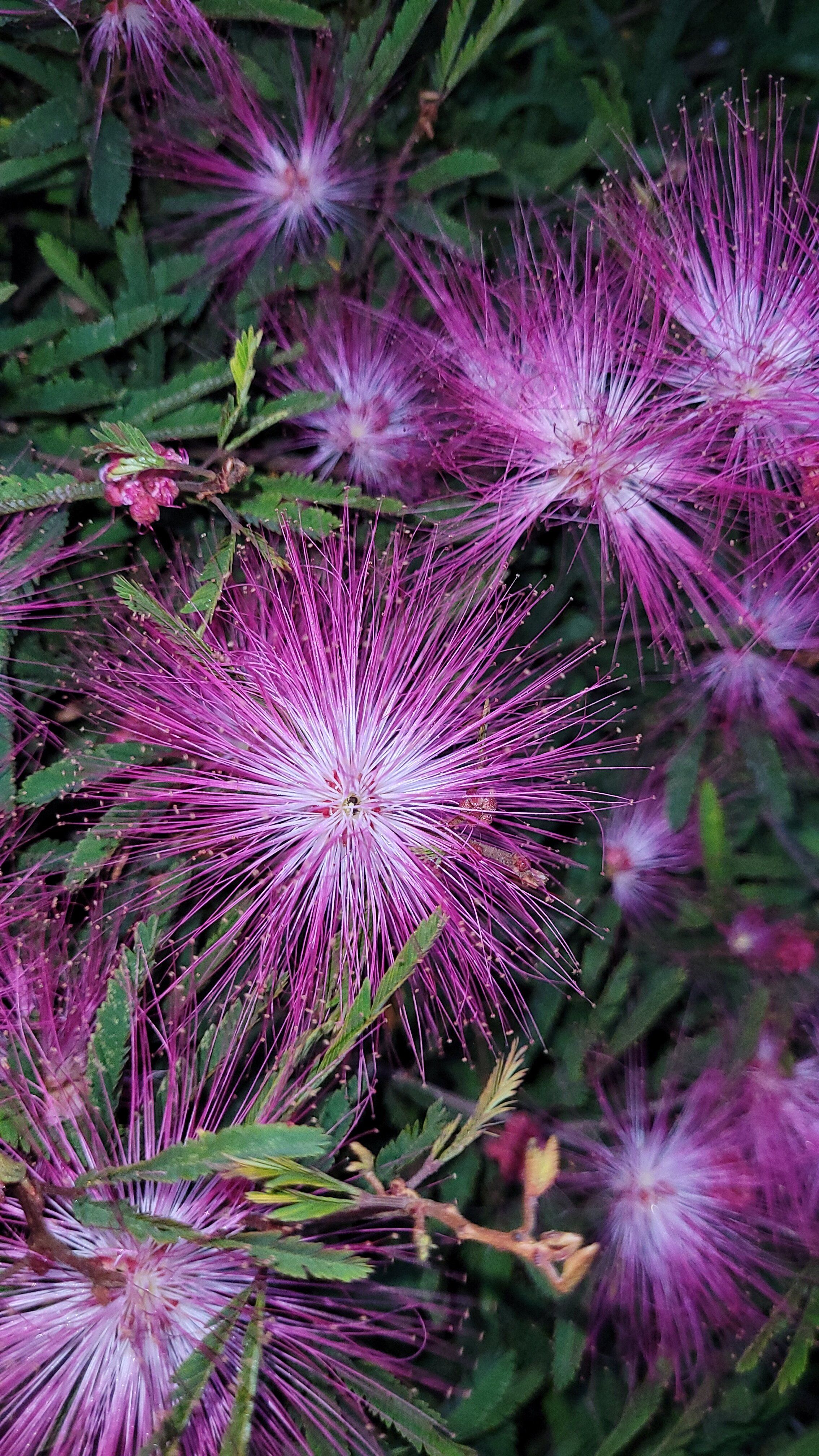 [ColoSach]-close-up-of-vivid-pink-albizia-flowers-showcasing-lush-details-and-natural-beauty.