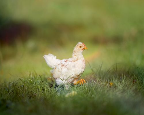 Free A young white chicken stands in a lush green pasture, showcasing its vibrant feathers in natural sunlight. Stock Photo